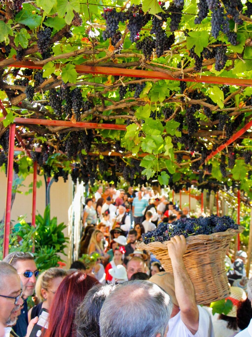 Viele Leute tummeln sich unter einer Weintrauben-Pergola. Ein Mann trägt einen grossen Korb gefüllt mit frisch geernteten Trauben